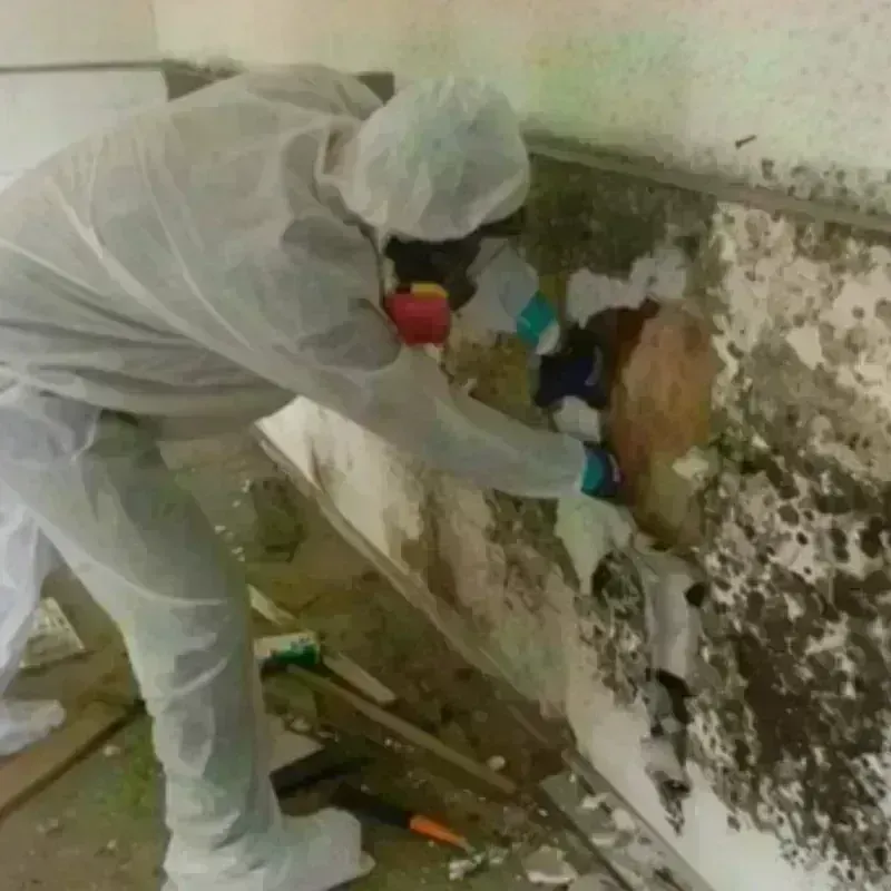 Mold Remediation and Removal in New Providence, NJ